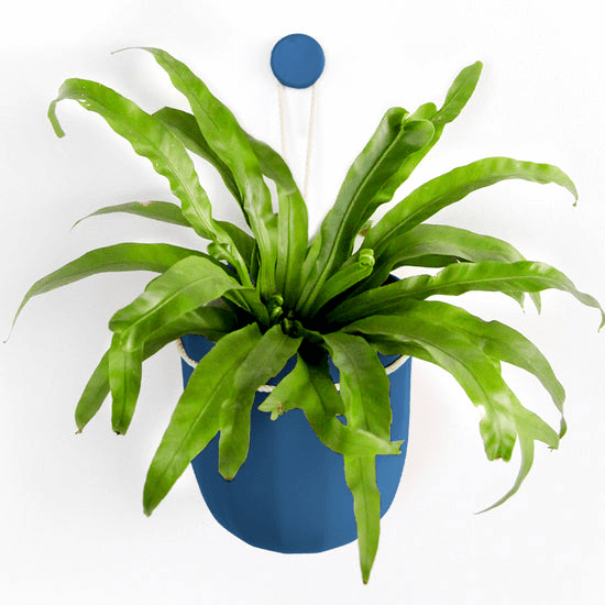 Indigo Hanging Planter